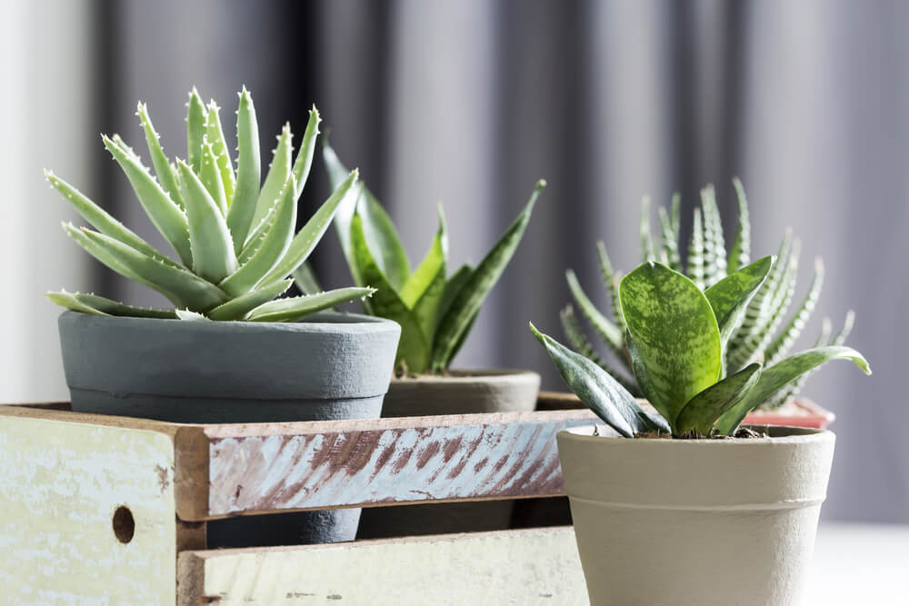 8 Various Types of Aloe Plants & How to Grow It Yourself