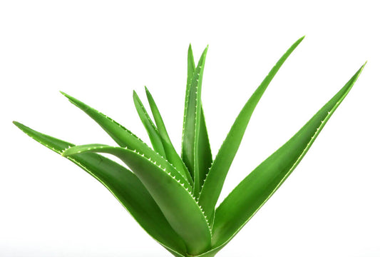 Does Aloe Vera Go Bad?