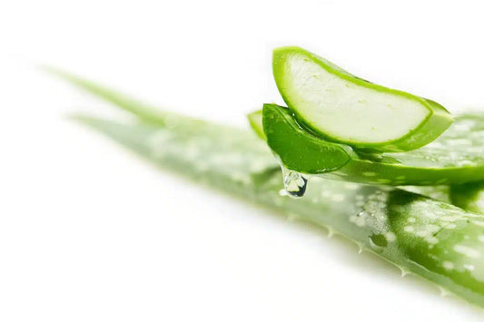 Why Aloe Vera is a Must-Have for Pet Owners