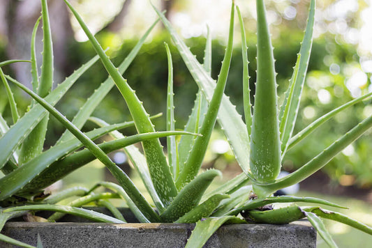 Aloe Vera: A Sustainable Choice for Your Home & Health