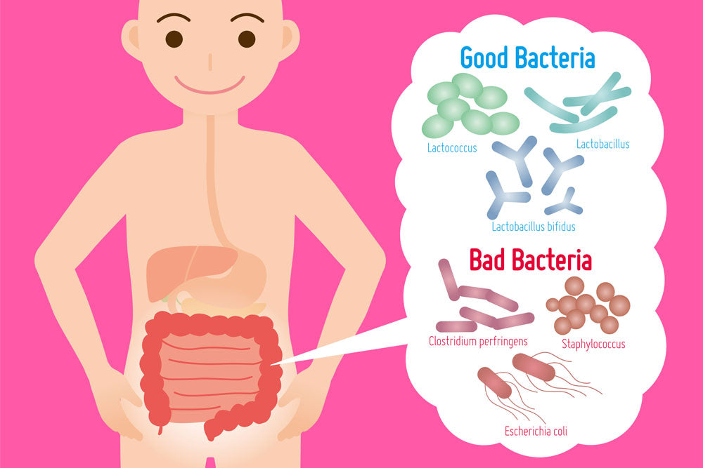 How to Increase Good Bacteria in Gut Naturally