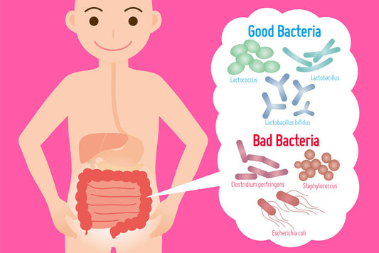 How to Increase Good Bacteria in Gut Naturally