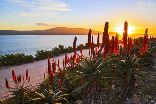 What To Do With Aloe Vera Flower