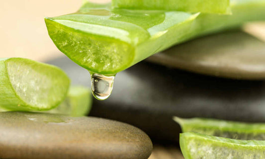 How Aloe Helps Fighting Autoimmune Diseases and Digestive Disorders