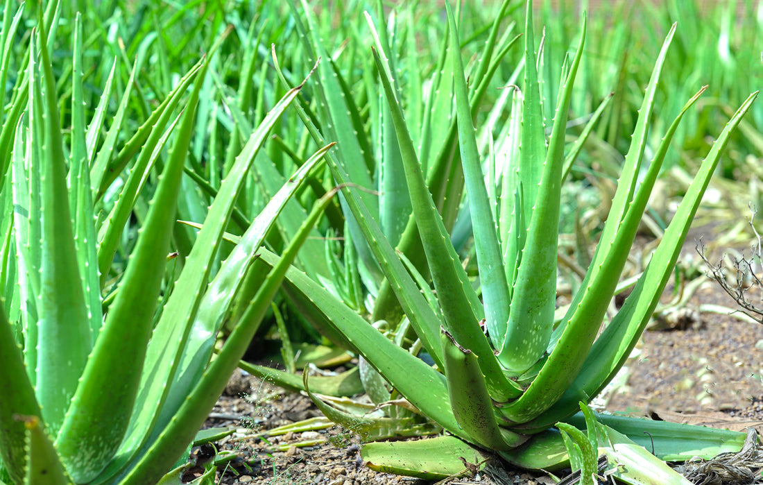 Top 9 Different Uses of Aloe Vera Plant